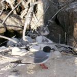 1 Bird, Chick - 100_0966 - 12.27.06 18.02