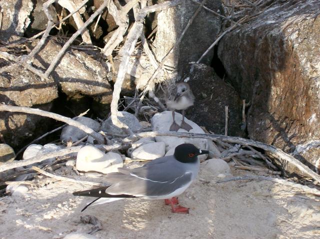 1 Bird, Chick - 100_0966 - 12.27.06 18.02