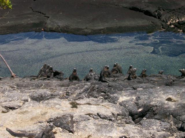 1 Iguana Chorus - 100_1110 - 12.28.06 11.11