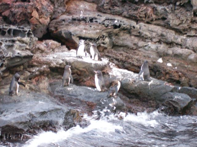 2 7 Penguins - 100_0786 - 12.26.06 18.30