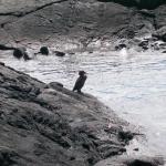 2 Bird On Rock - 100_1123 - 12.28.06 12.22