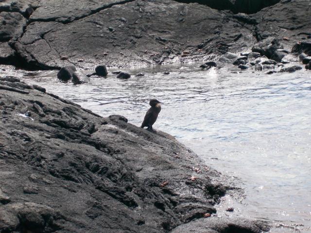 2 Bird On Rock - 100_1123 - 12.28.06 12.22