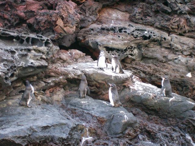 2 Many Penguins - 100_0790 - 12.26.06 18.31
