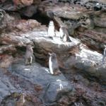 2 Many Penguins - 100_0794 - 12.26.06 18.32