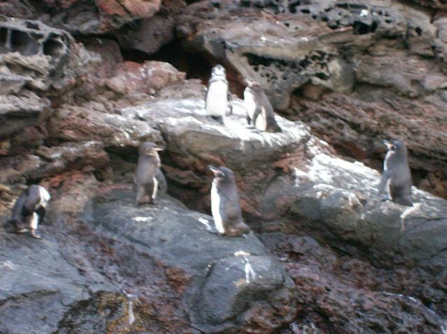 2 Many Penguins - 100_0794 - 12.26.06 18.32