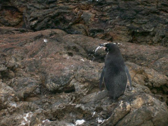 2 Penguin - 100_0744 - 12.26.06 18.12