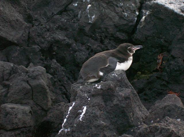 2 Penguin - 100_1142 - 12.28.06 18.03