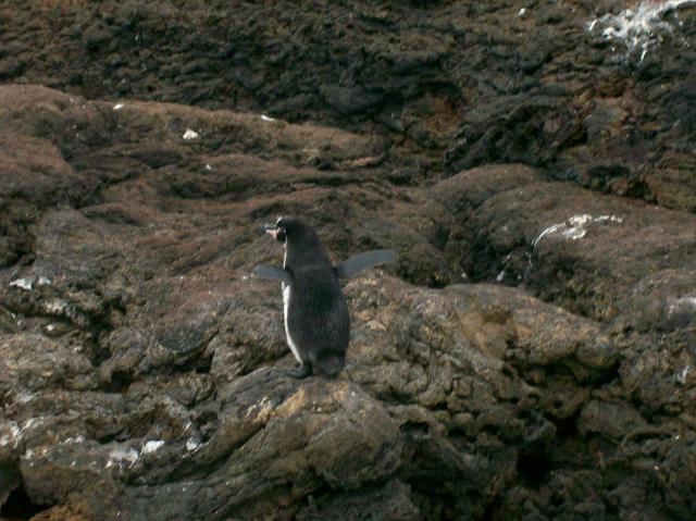 2 Penguin Flapping - 100_0734 - 12.26.06 18.08