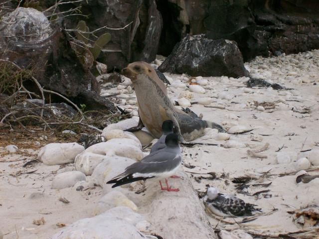 2 Sea Lion - 100_0998 - 12.27.06 18.19