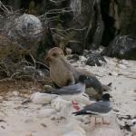2 Sea Lion - 100_0999 - 12.27.06 18.19