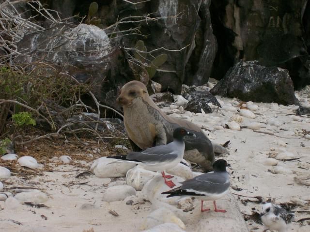 2 Sea Lion - 100_0999 - 12.27.06 18.19