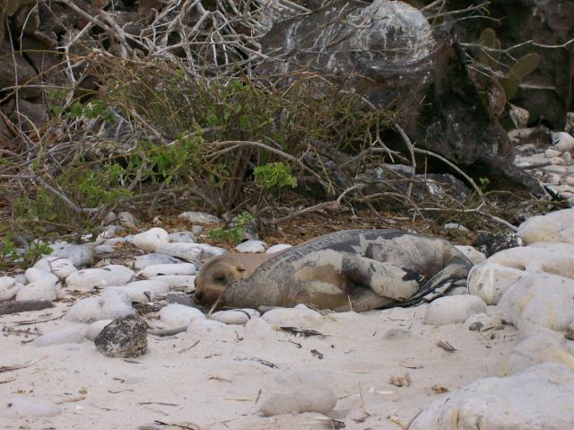 2 Sea Lion - 100_1003 - 12.27.06 18.20