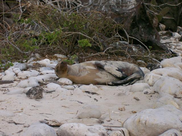 2 Sea Lion - 100_1004 - 12.27.06 18.20