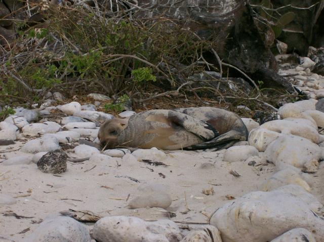 2 Sea Lion - 100_1008 - 12.27.06 18.21