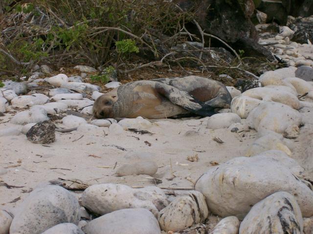 2 Sea Lion - 100_1010 - 12.27.06 18.22