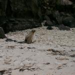 2 Sea Lion - Crop - 100_0995 - 12.27.06 18.19