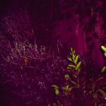 4 Back Yard Plants - 114