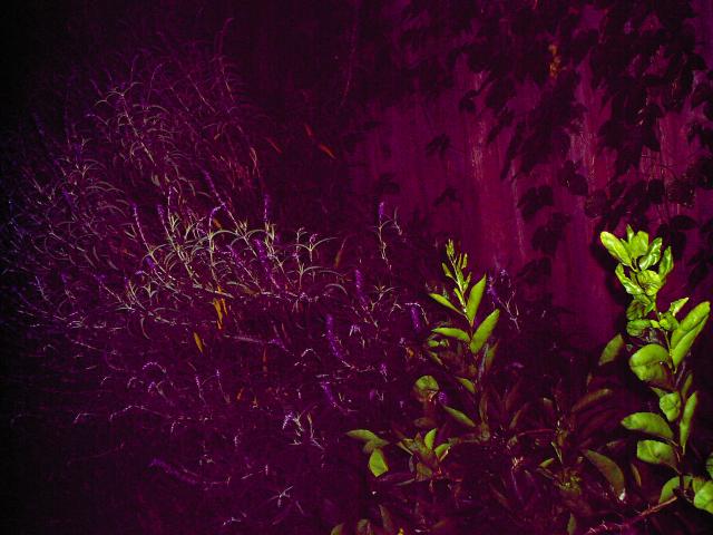 4 Back Yard Plants - 114