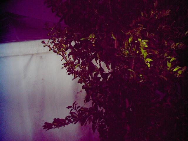 4 Back Yard Plants - 115