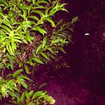 4 Back Yard Plants - 116