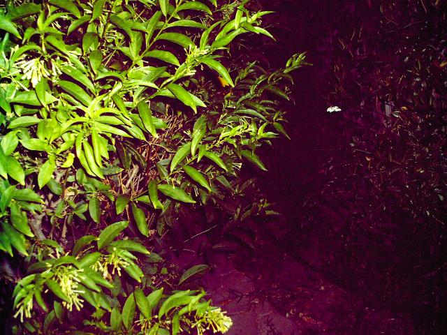 4 Back Yard Plants - 116