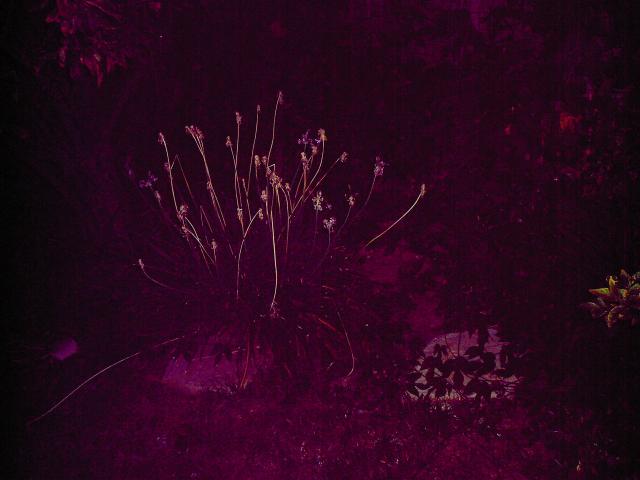 5 Back Yard Plants - 112