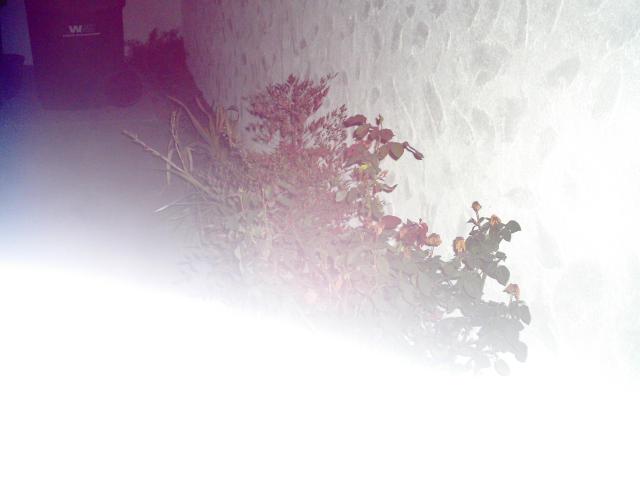 5 Front Of House Weeds - 100
