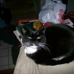 3 Cat - Crop - 101_0411 - 12.21.06 16.03