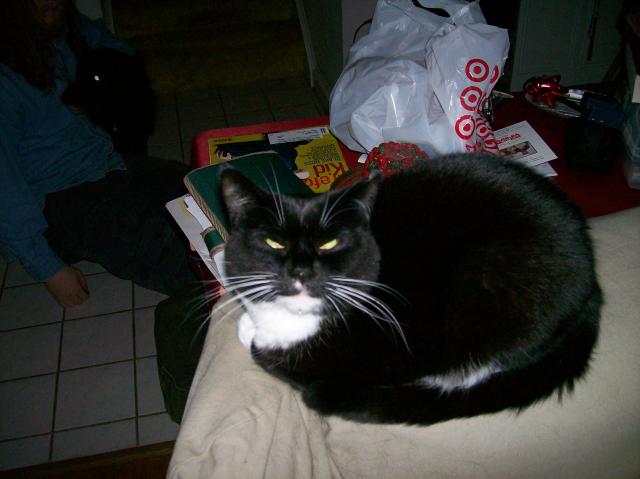 3 Cat - Crop - 101_0411 - 12.21.06 16.03