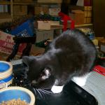 4 Cat Eats - 101_0452 - 12.21.06 16.59