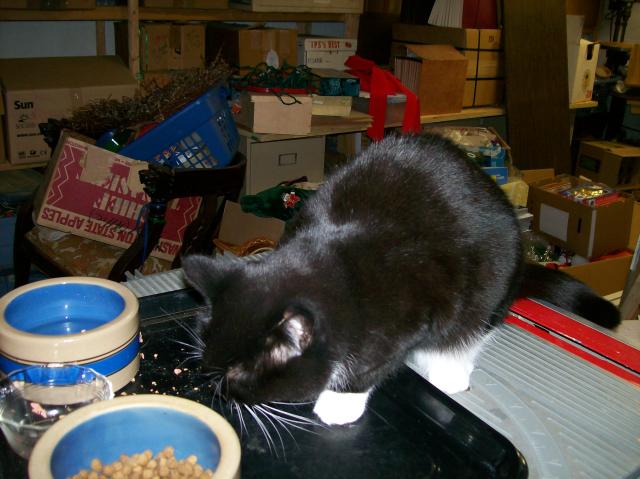 4 Cat Eats - 101_0452 - 12.21.06 16.59