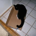 4 Cat In Box - Crop - 101_0413 - 12.21.06 16.04