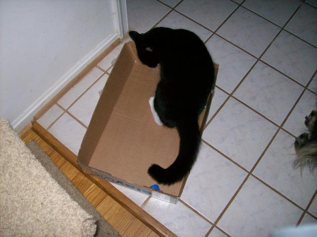 4 Cat In Box - Crop - 101_0413 - 12.21.06 16.04