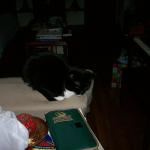 5 Cat - 101_0407 - 12.21.06 16.01