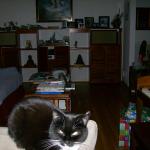 5 Cat - Crop - 101_0405 - 12.21.06 16.00