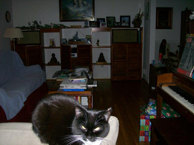 5 Cat - Crop - 101_0405 - 12.21.06 16.00