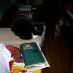 5 Cat - Crop - 101_0406 - 12.21.06 16.01