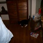 5 Cat - Crop - 101_0427 - 12.21.06 16.09