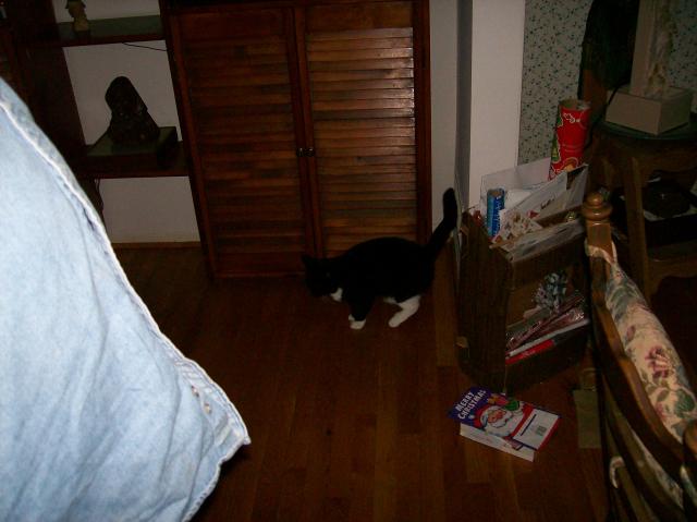 5 Cat - Crop - 101_0427 - 12.21.06 16.09