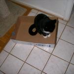 5 Cat In Box - Crop - 101_0418 - 12.21.06 16.06