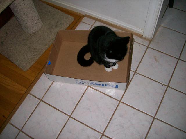 5 Cat In Box - Crop - 101_0418 - 12.21.06 16.06