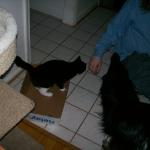 5 Sheer Bodie Cat - 101_0412 - 12.21.06 16.04
