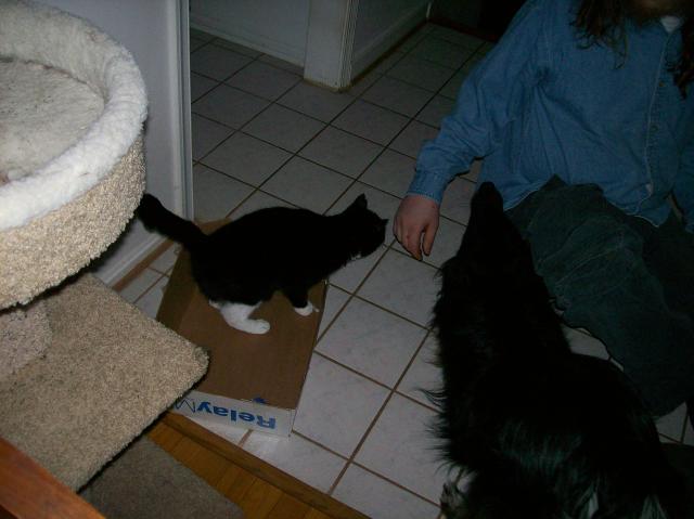 5 Sheer Bodie Cat - 101_0412 - 12.21.06 16.04