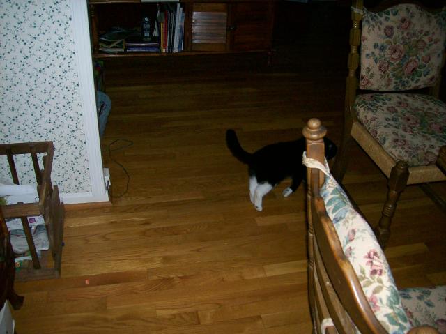6 Cat Walks Away - 101_0426 - 12.21.06 16.09