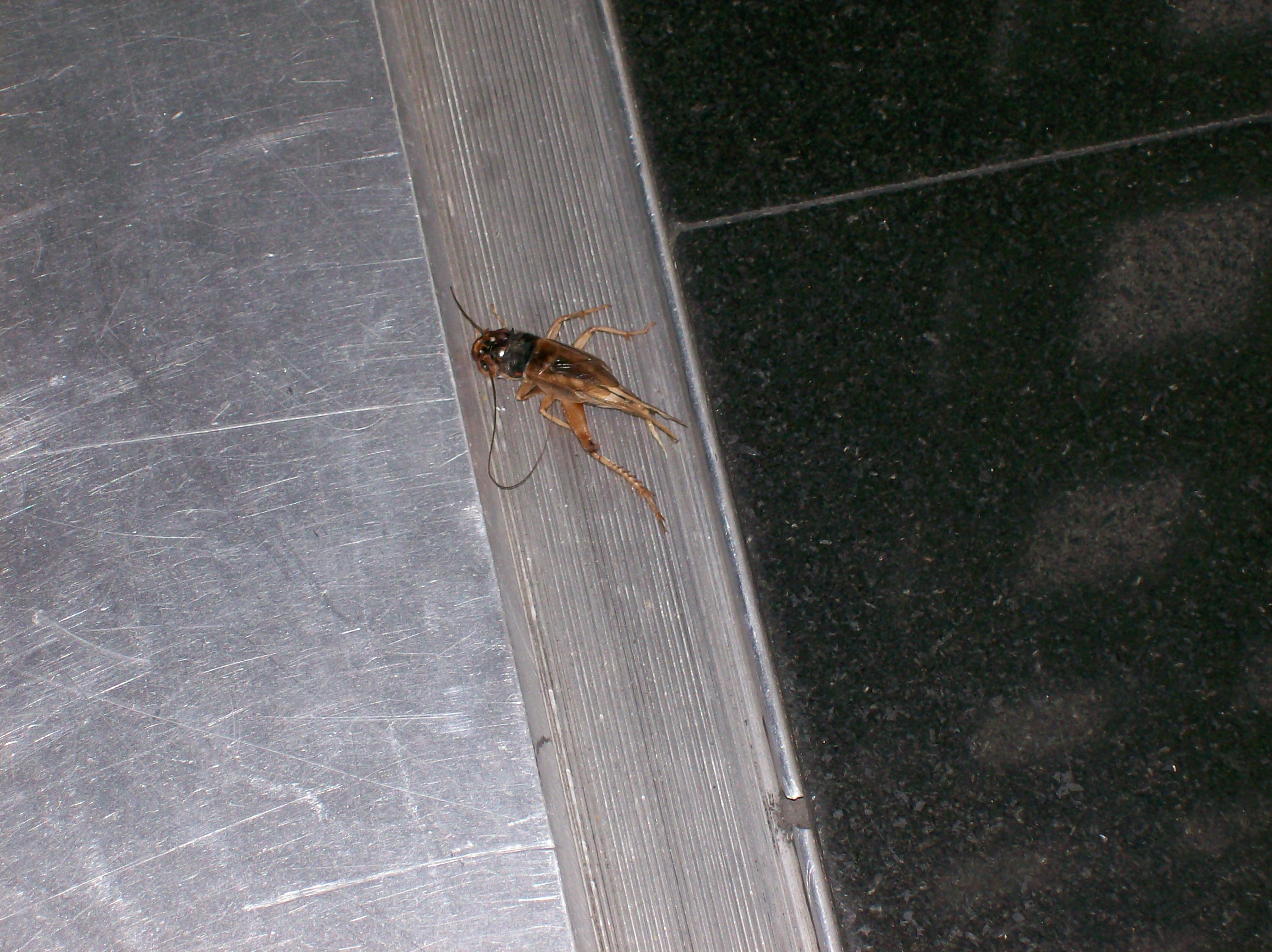 3 Cricket Crushed - 100_0564 - 12.24.06 11.27