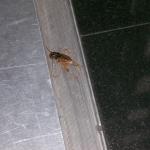 3 Cricket Crushed - 100_0564 - 12.24.06 11.27