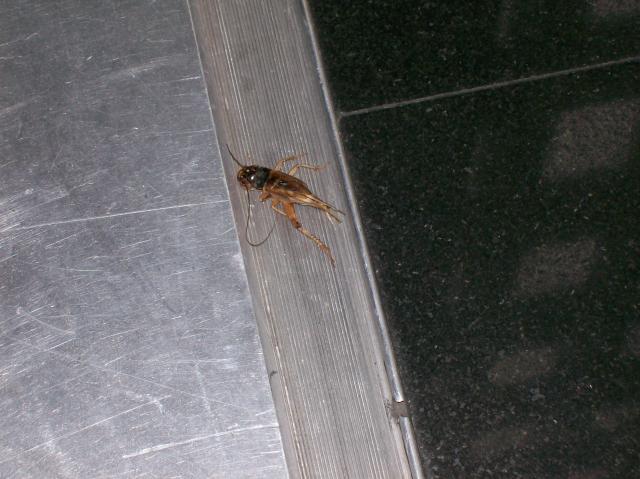 3 Cricket Crushed - 100_0564 - 12.24.06 11.27