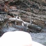 2 7 Penguins In Focus - Crop - 100_0784 - 12.26.06 18.30