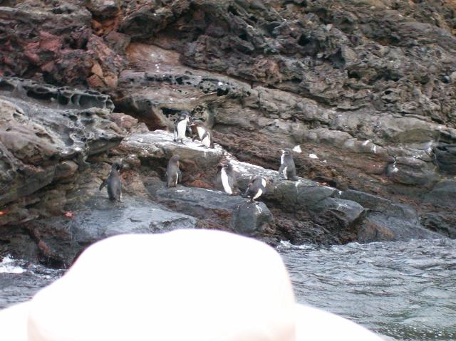 2 7 Penguins In Focus - Crop - 100_0784 - 12.26.06 18.30