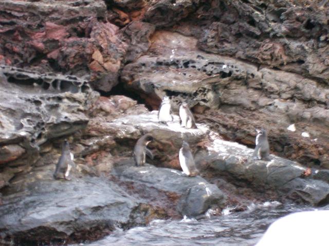 2 Many Penguins - 100_0789 - 12.26.06 18.31
